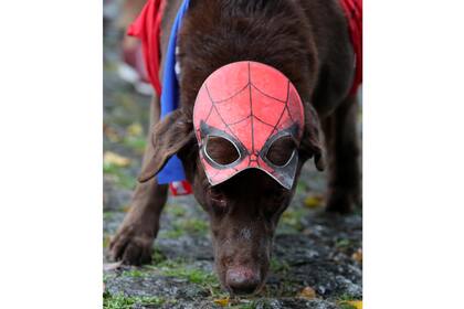 Un perro participa de Blocao, el carnaval canino famoso de Rio de Janeiro, Brasil, el 2 de marzo.