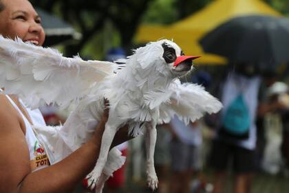 Un perro participa de Blocao, el carnaval canino famoso de Rio de Janeiro, Brasil, el 2 de marzo.