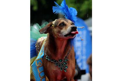 Un perro participa de Blocao, el carnaval canino famoso de Rio de Janeiro, Brasil, el 2 de marzo.