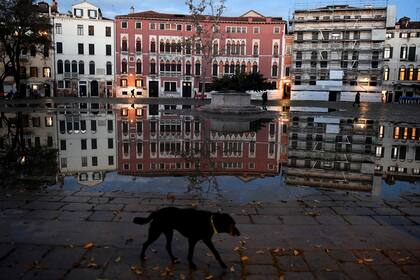 Un perro pasa por la plaza Campo San Polo, inundada después de que la segunda marea más alta jamás registrada en Venecia arrasó la ciudad