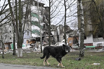 Un perro pasea frente a un edificio destruido en la ciudad de Borodianka, al noroeste de Kiev.