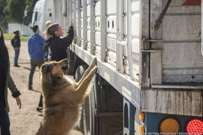 Un perro que se metió en una vigilia