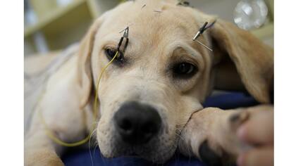 Un perro recibe tratamiento de acupuntura en Shanghai TCM