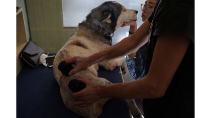Un perro recibe tratamiento de moxibustión antes de la acupuntura