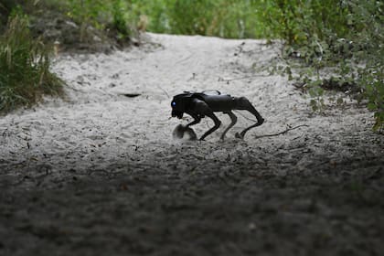Un perro robot del ejército ucraniano; está pensado para investigar trincheras enemigas, llevar municiones y hacer tareas de exploración