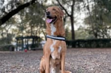 Un perro detectó el cáncer de un matrimonio y les salvó la vida