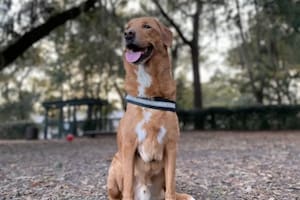 Un perro detectó el cáncer de un matrimonio y les salvó la vida