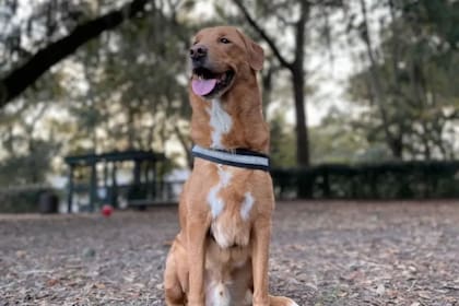 La sensibilidad de los animales permite detectar señales sutiles en los visitantes desconocidos