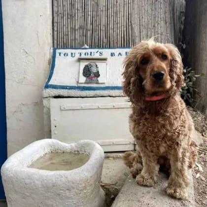 Un perro se acerca a un bebedero en el parque de La Madrague, la casa donde vive Brigitte Bardot hace décadas