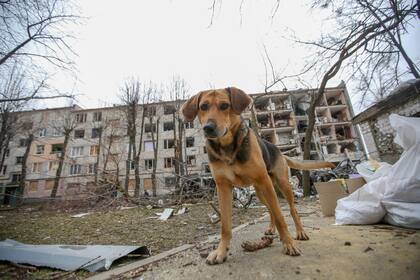 Un perro se para frente a un edificio destruido después de un bombardeo ruso en el distrito de Saltovka en Kiev.