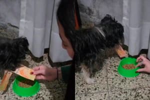 Un perro se robó el dinero de su dueña: "Estás a fin de mes y tu perro también"