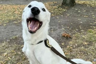 La reacción de un perro sordo al ver la seña para salir a pasear que se volvió viral