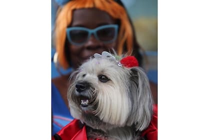 El festival de Blocao atrae a docenas de perros, vestidos de todas formas, como payasos, mayordomos, o sus superhéroes favoritos.