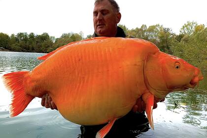 Un pescador británico logró capturar al pez dorado más grande del mundo