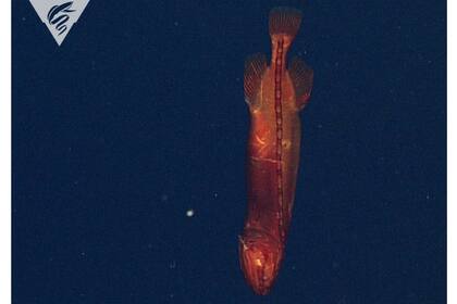 Un pez ballena hembra fue grabado en las profundidades: solo pasó 18 veces a lo largo de 34 años