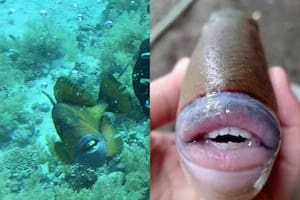 Un buzo fue mordido por un pez con dientes humanos
