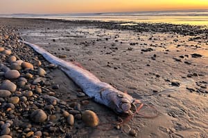 Un pez remo, conocido por su vínculo con terremotos, apareció la semana pasada en una playa de Encinitas, California