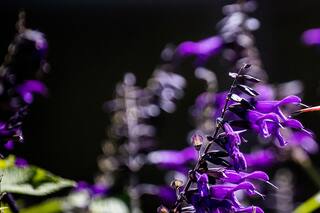 La naturaleza en fotos, en el año de la pandemia