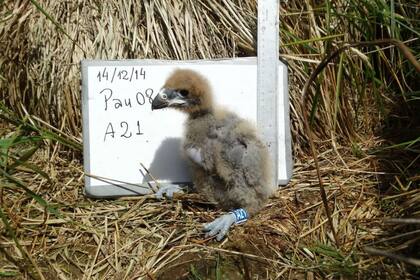 Un pichón de carancho