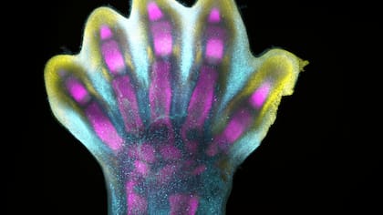 Un pie humano en desarrollo. Los puntos de diferentes colores son genes que forman huesos, músculos y cartílagos