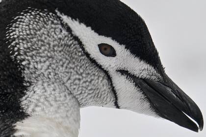 Un pingüino de barbijo (Pygoscelis antarcticus).