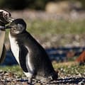 Pingüinos centinelas