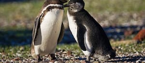 Pingüinos centinelas