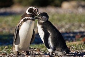 ¿Si los pingüinos están adaptados al frío, por qué mueren de hipotermia?