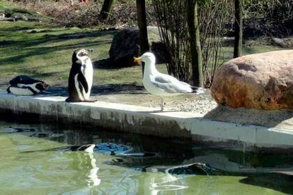 Un pingüino del zoológico de Neumunster (Tripadvisor).