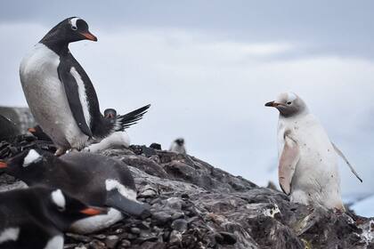 Un pingüino papúa blanco (Pygoscelis papua), afectado por leucismo, particularidad genética debida a un gen recesivo, que da un color blanco a la piel, pelaje o plumaje.