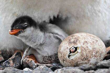 Un pingüino papúa (Pygoscelis papua) protege a su polluelo recién nacido y a un huevo que aún no ha eclosionado.
