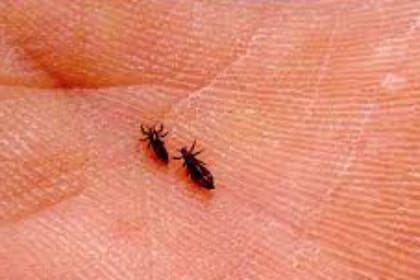 Un piojo hembra puede llegar a poner entre 50 y 150 liendres en su vida