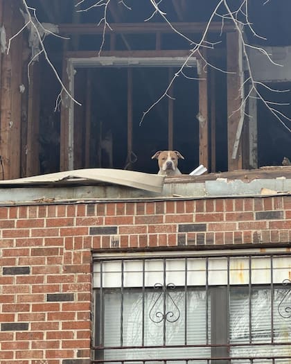 Un pitbull de pelaje marrón y blanco se asomaba desde la ventana de una casa abandonada.