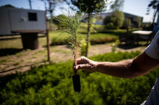 Pinamar: la guardería de pinos que sumó especies autóctonas
