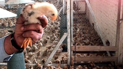 Un pollito sacado del corral