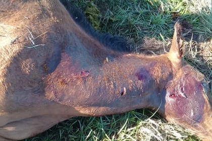 Un potrillo atacado por el puma