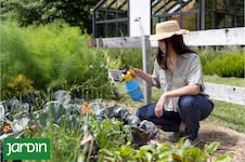 El spray casero que protege las plantas del sol fuerte y se prepara en minutos