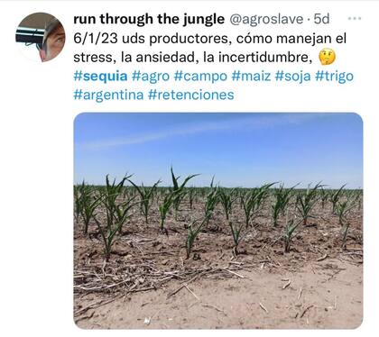 Un productor de Wheelwright, sur de Santa Fe, mostró imágenes de un lote de maíz