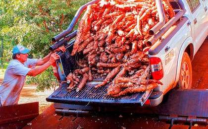 Un productor lleva su mandioca a una industria para su procesamiento. Este año se procesaron casi 100 millones de kilos. Las once industrias de Misiones tienen una capacidad instalada para procesar casi 300 millones de kilos, pero siempre tienen capacidad ociosa