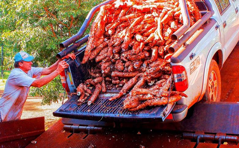 Preocupación en Misiones por la crítica situación de la mandioca