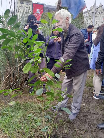 Un productor misionero plantó anteayer en el Obelisco una planta de yerba mate, que sólo se cultiva en Misiones y Corrientes. Sin embargo, en el Jardín Botánico hay algunas plantas que se implantaron hace unos años