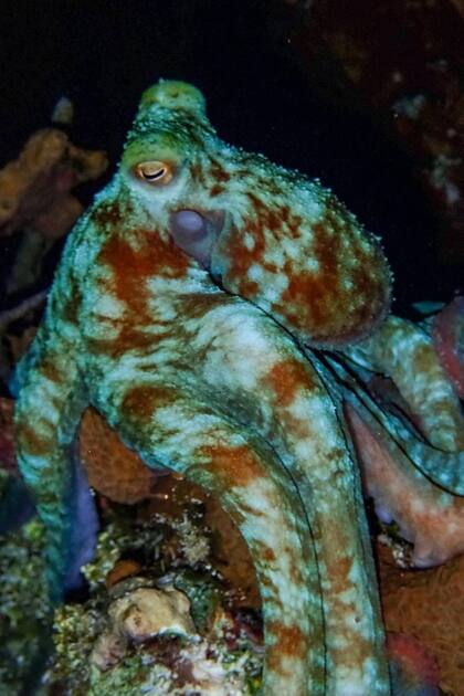 Un pulpo fotografiado en una sesión de buceo nocturno