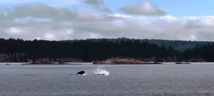 Un pulpo y un león marino se enfrentaron en una encarnizada lucha, en Canadá
