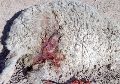 Un puma puede matar hasta 30 ovejas en una noche