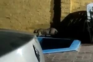 Un puma suelto en Longchamps