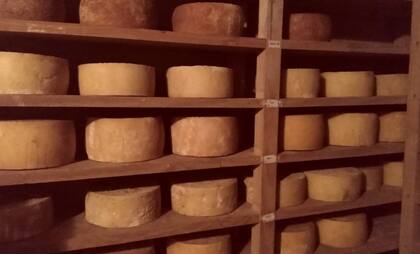 Un queso criollo de Tafí del Valle fue identificado como la fuente del brote de listeriosis