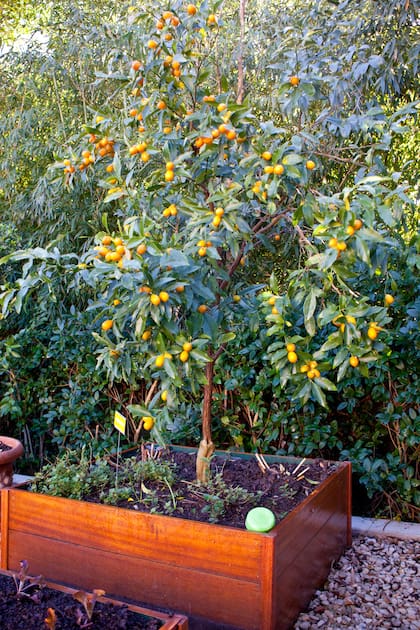 Un quinotero en maceta, ideal para patios o algún sector del jardín.