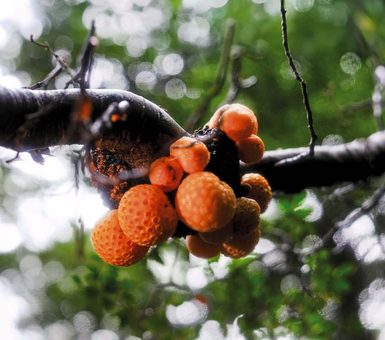 Un ramillete de digüeñes, un hongo comestible endémico del centro-sur de Chile. Soledad de la Cuadra y su hija, Maya. Fotos: Nicolás Janowski