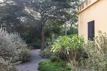 Un ramillete de floripondios emerge en uno de los canteros que bordean la casa.