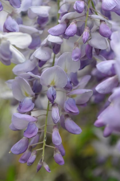 Un ramo de glicinas dice: “Su amistad me es grata y dulce”. La autora del libro justifica el significado expresando que esta planta es agradable, fácil de cultivar y dulce como la amistad.
